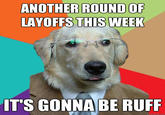 Business Dog