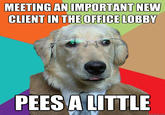 Business Dog