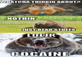 I Fucking Love Cocaine / Cocaine Bear