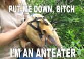 I'm an Anteater!!!