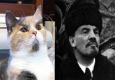 Lenin Cat