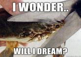 Sad Crab / This Kills The Crab