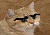 Starecat / Grafics Cat