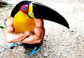Birds with Arms
