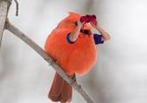 Birds with Arms
