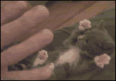 Surprised Kitty
