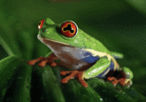 Hypnotoad