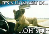 JESUS CHRIST IT'S A LION GET IN THE CAR!