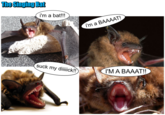 The Singing Shark