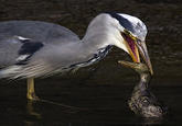 Uncle Ray/Pedo Pelican/Greedy Heron