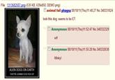 E.T. cloned in a dog