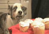 Cupcakes (My Little Pony FanFiction)