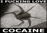 I Fucking Love Cocaine / Cocaine Bear