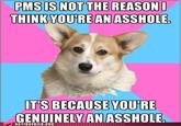 Critical Feminist Corgi
