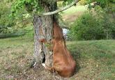 Ponies