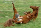 Ponies