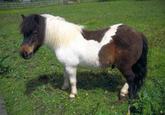 Ponies
