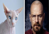 Totally Looks Like / Separated At Birth