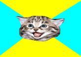 Happy Kitten