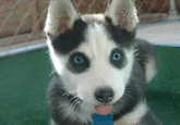 Insanity Puppy