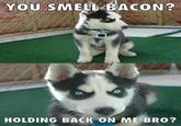 Insanity Puppy