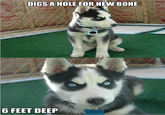 Insanity Puppy