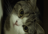 Maru the Cat