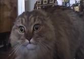 NONONONO Cat