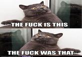 LOLcats