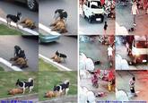 Toddler Hit-and-Run Tragedy / Wang Yue