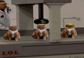 Limecat