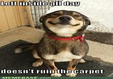 Good Dog Greg