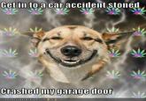 Stoner Dog