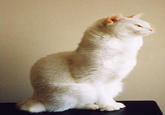 Longcat