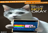 OMG Cat