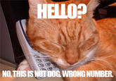 Yes, This is Dog