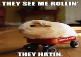 They see me rollin'