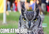 COME AT ME BRO