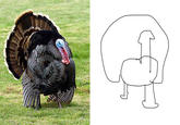 draw-turkey-with-your-eyes-closed.jpg