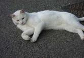 Longcat