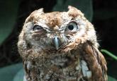 O RLY?