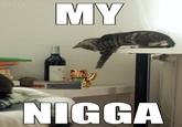 LOLcats