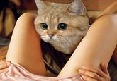 Starecat / Grafics Cat