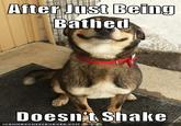 Good Dog Greg