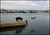 Perfectly Timed Photos