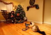 Cats