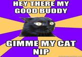 Anxiety Cat