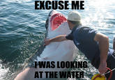shark-water-looking-excuse-me-1279840471M.jpeg