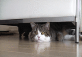 Maru the Cat