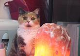 Peter the Cat (The King of /b/)